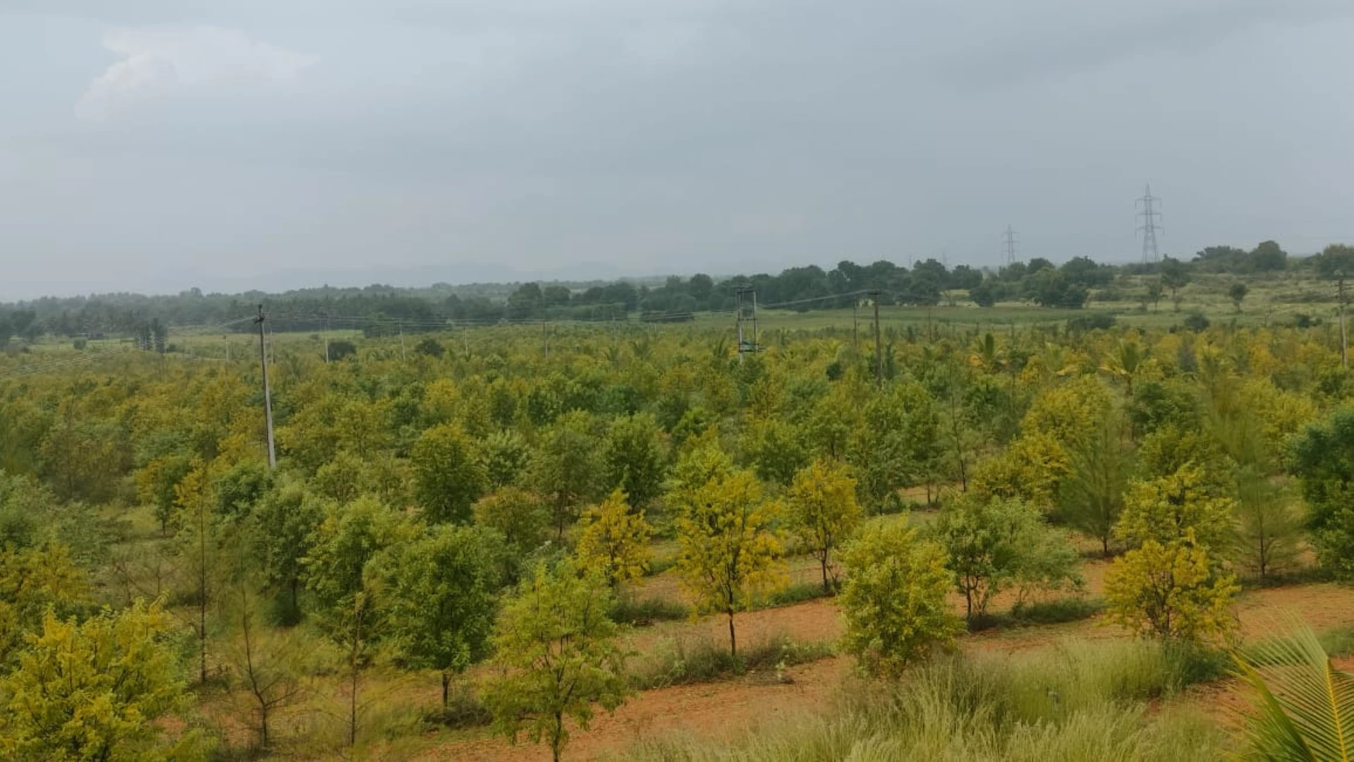 Sandalwood Farmland